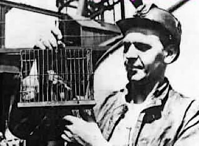 Illustration for article titled Why did they put canaries in coal mines?